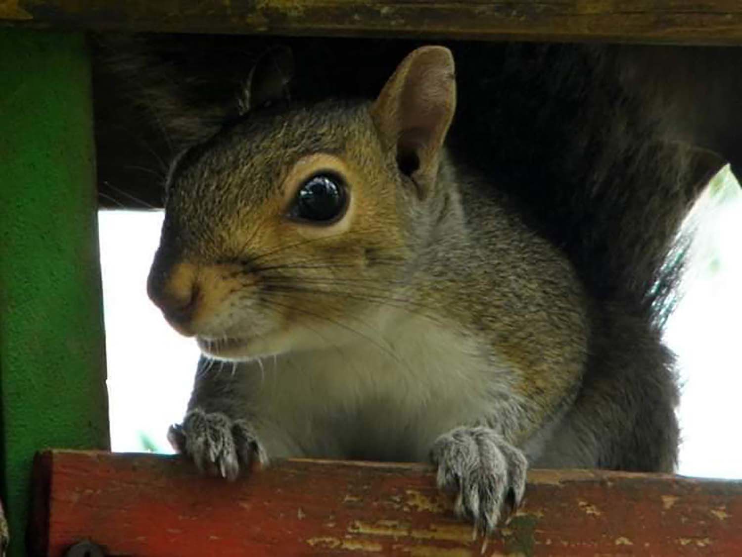 Squirrel